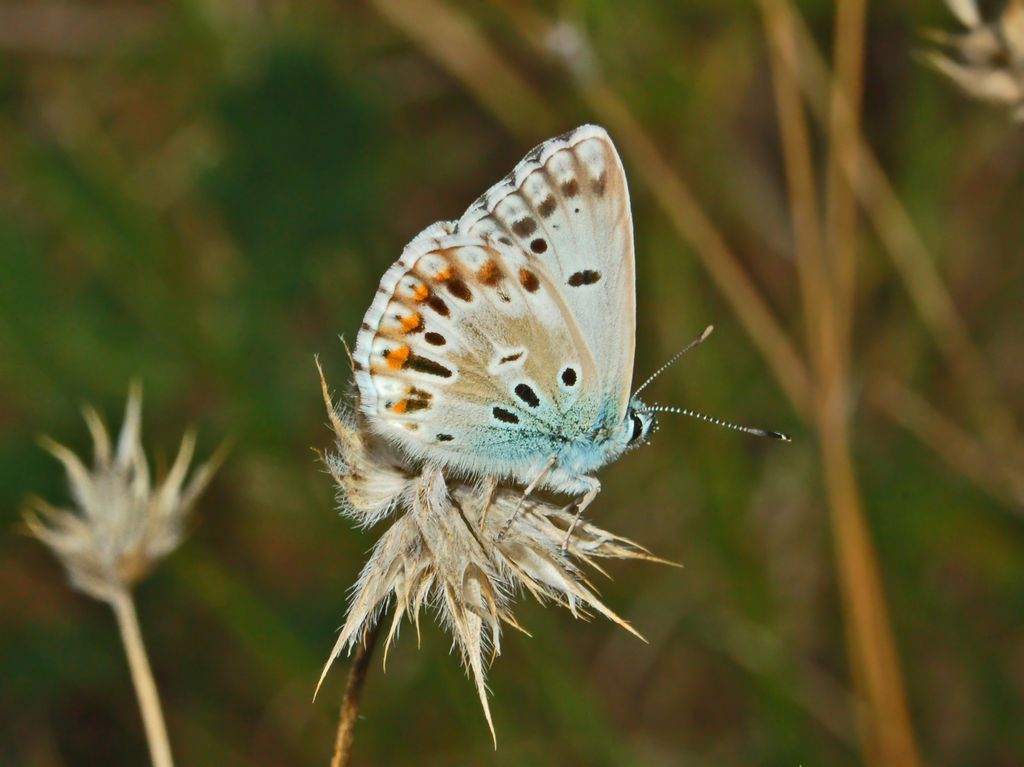 maschio aberrante di Polyommatus (Meleageria) coridon